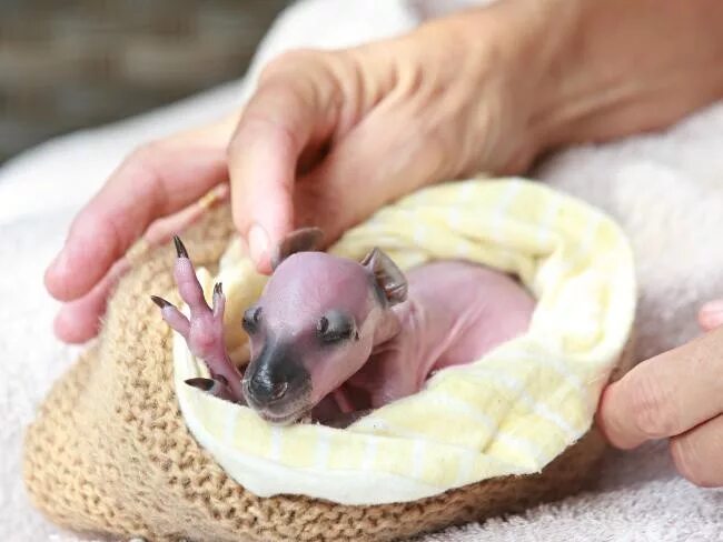 новорожденные кенгуру. размер новорожденного кенгуру. новорожденный кенгуренок. детёныш кенгуру новорожденный. размер новорожденного кенгуру.