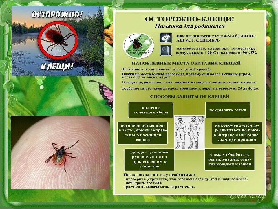 Профилактика клещевых инфекций тесты нмо. Осторожно клещ клещевой энцефалит. Памятка осторожно клещевой энцефалит. Памятка про клещей Роспотребнадзор. Памятка для родителей и детей клещевой энцефалит.