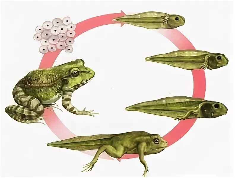 Жизненный цикл развития лягушки. Цикл развития лягушки схема. Жизненный цикл земноводных схема. Жизненный цикл земноводного.