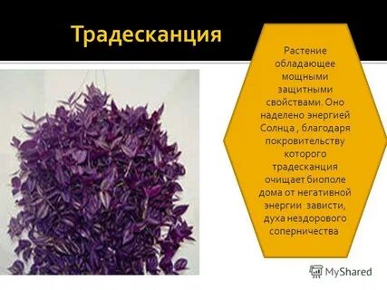 Традесканция комнатная польза