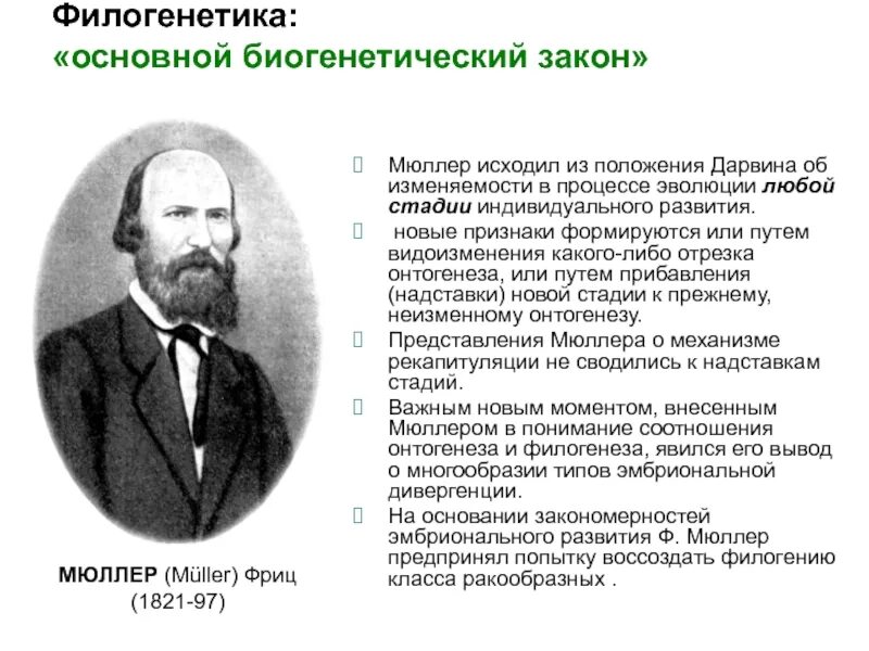 В чем значение биогенетического закона. Основные положения биогенетического закона. основные положения теории геккеля. общие закономерности развития биогенетический закон. основной биогенетический закон.