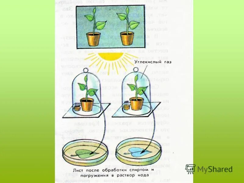 Какой опыт показывает что наземные растения. Какой опыт показывает что наземные растения. Как назывались первые наземные растения. Дыхание растений опыт с известковой водой. Опыт доказывающий фотосинтез растений.