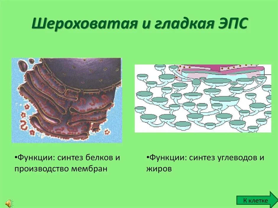 Хлоропласт и эндоплазматическая сеть. Шероховатая ЭПС строение. Гладкая ЭПС строение. Эндоплазматическая сеть гладкая и шероховатая. Гладкая эндоплазматическая сеть рисунок.