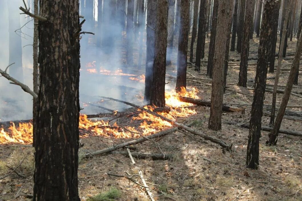 Пожар в лесу. Лес в огне. Лес после пожара. Охрана лесов от пожаров.