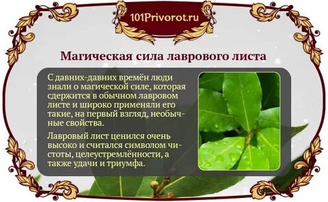 Заговор лаврового листа на деньги в кошелек