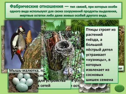 Форические связи