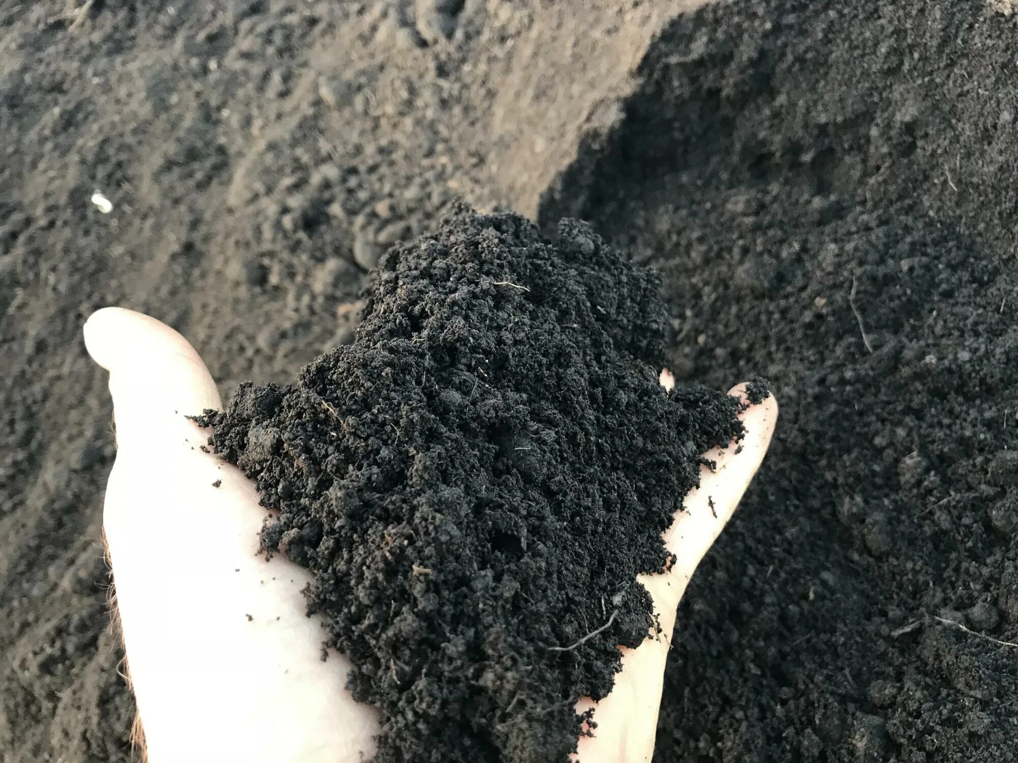 плодородные почвы черноземья. лесной чернозем. лесной чернозем. земля грунт. перегной грунт чернозем.