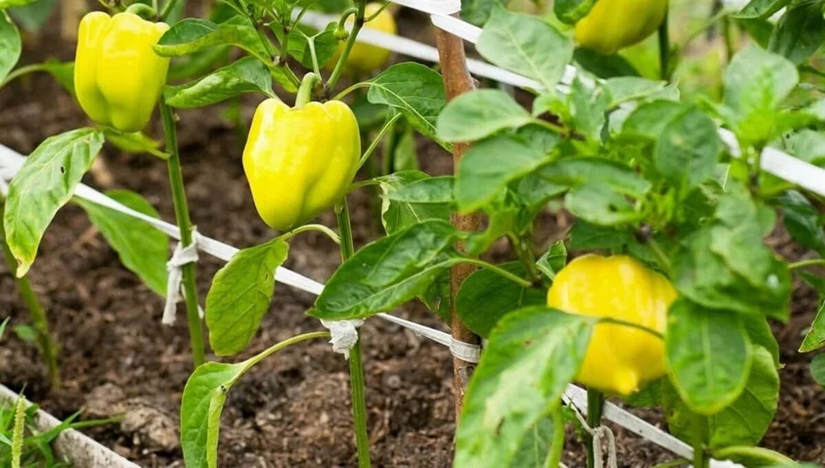 Перец сладкий условия выращивания. Перца capsicum annuum. Болгарский капсикум перец. Перец сорт кубышка. Перец паприка рассада.