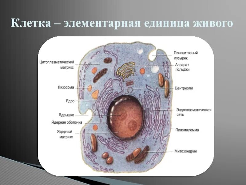 Живую клетку открыл. Клетка единица живого. Клетка элементарная Живая система. Клетка элементарная единица. Клетка элементарная единица живого.