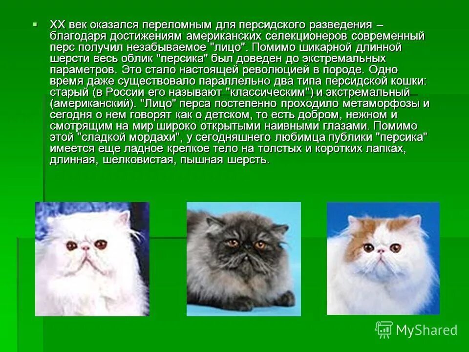 перс сведения сроки. перс сведения сроки. персидский кот характер. персидский кот описание. сообщение о персидской кошке.
