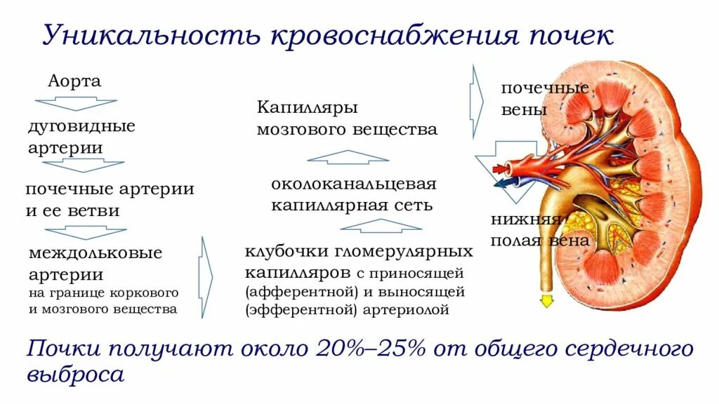 Афо мочевыделительной системы у детей. Афо почек. Строение почек у детей. Особенности функции почек у детей.