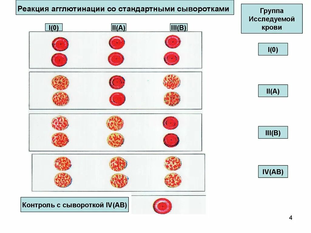 Резус система d гемагглютинация