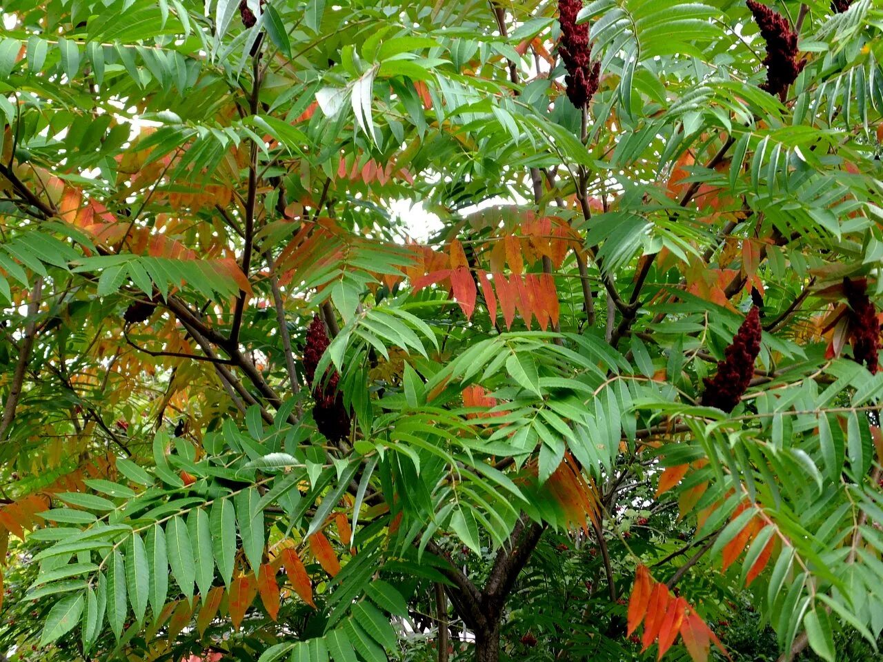 Сумах оленерогий. Сумах уксусный Rhus typhina. Сумах оленерогий побег.