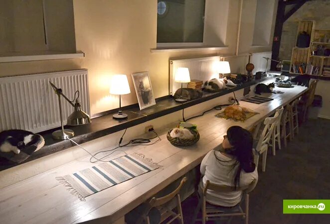 Zoki киров кафе. котокафе зоки киров. котокафе киров маклина. котокафе киров маклина 30. кафе с кошками киров.