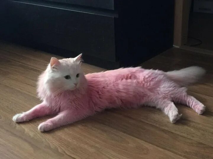 Розовый кот. Розовsq RJNN. Кот розовый живой. Рыжий кот с розовым хвостом. Кот живой купить