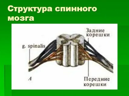 Задний корешок передний корешок серое вещество