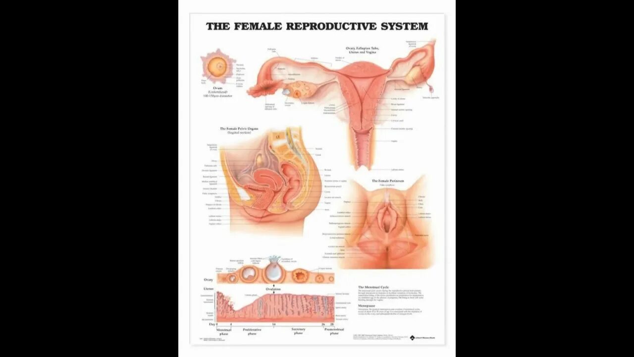 Плакат женских половых органов. Женский половой орган. Женская половая система плакат. Название органов женской половой системы