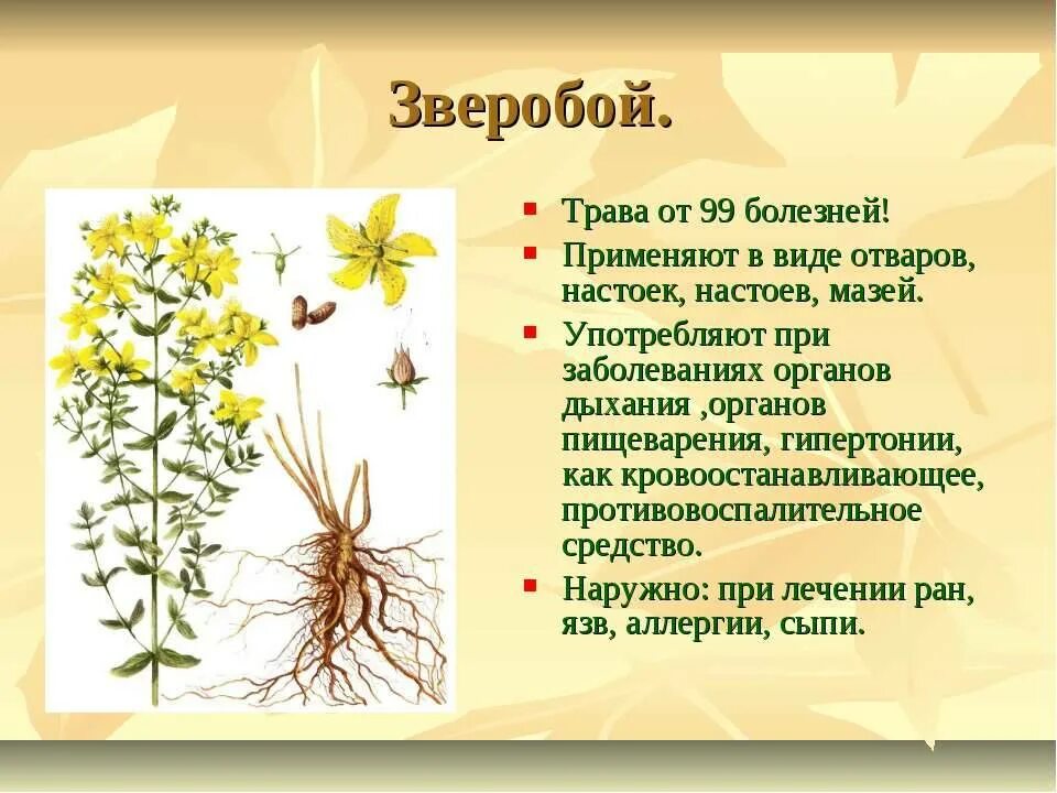 Зверобой для организма человека. Целебные свойства зверобоя. Зверобой лекарственное растение. Зверобой лечебные свойства. Зверобой травник.