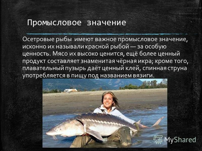 Моря имеющие промысловое значение. Моря имеющие промысловое значение
