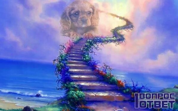 Где собака умерла. Мост радуги. Собака в раю. Рай для животных после смерти. Собаки уходят в рай.