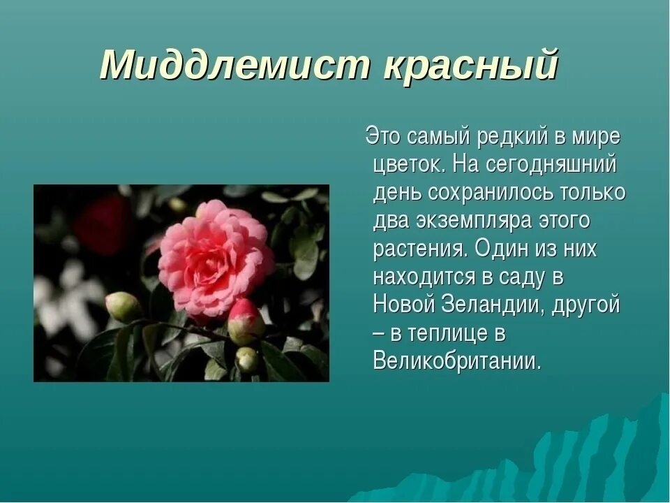 Растения названные в честь. Миддлемист Камелия. Миддлемист красный цветок. Красная Камелия Миддлемист.