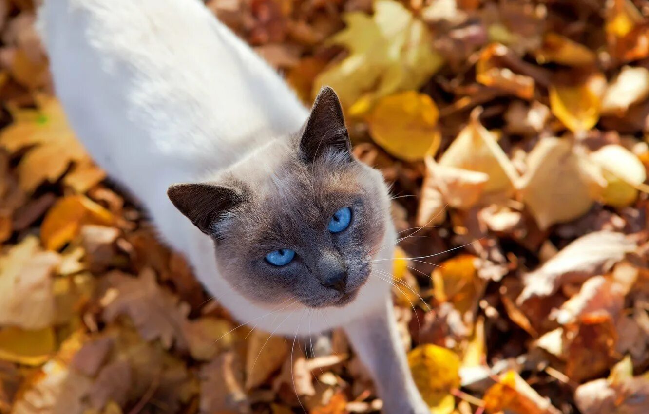 Кот листик. Коты и осень. котики осенью. красивый кот осенью. сиамские осенние коты.