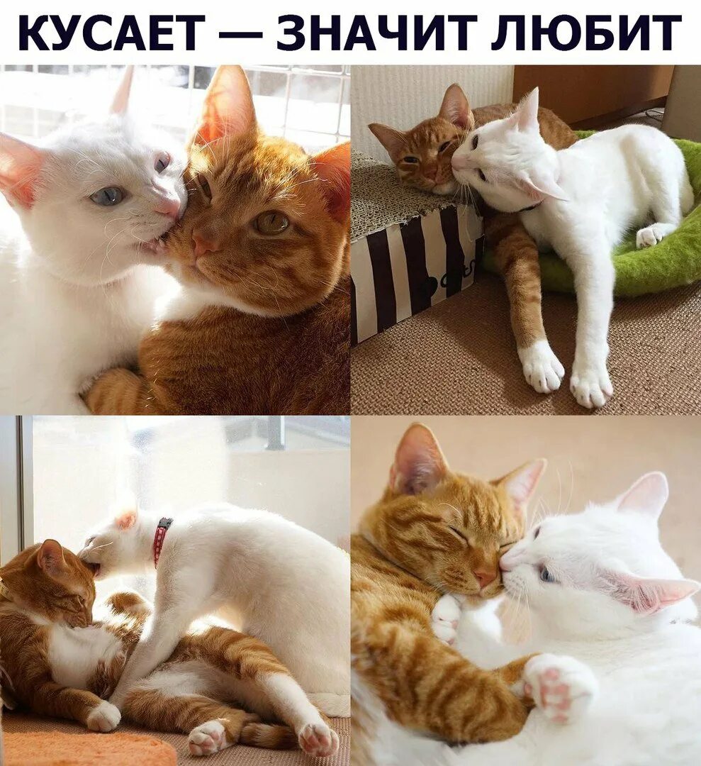 Кусь. Котик Кусь. Котики с надписями. Котики любовь. Укусить любимого человека как называется