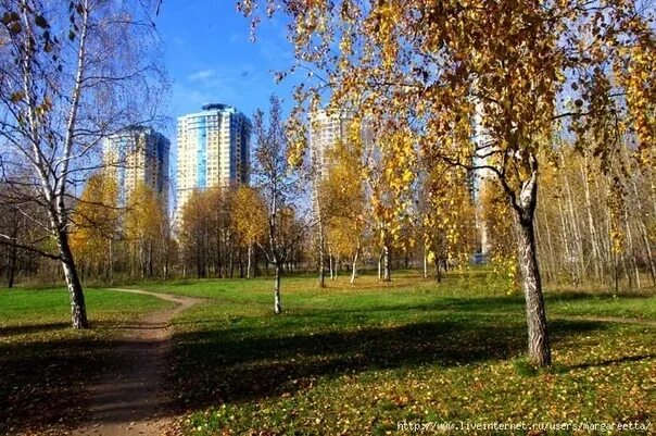 Строгино лес. Строгино парк. Строгино Москва. Строгино панорама.