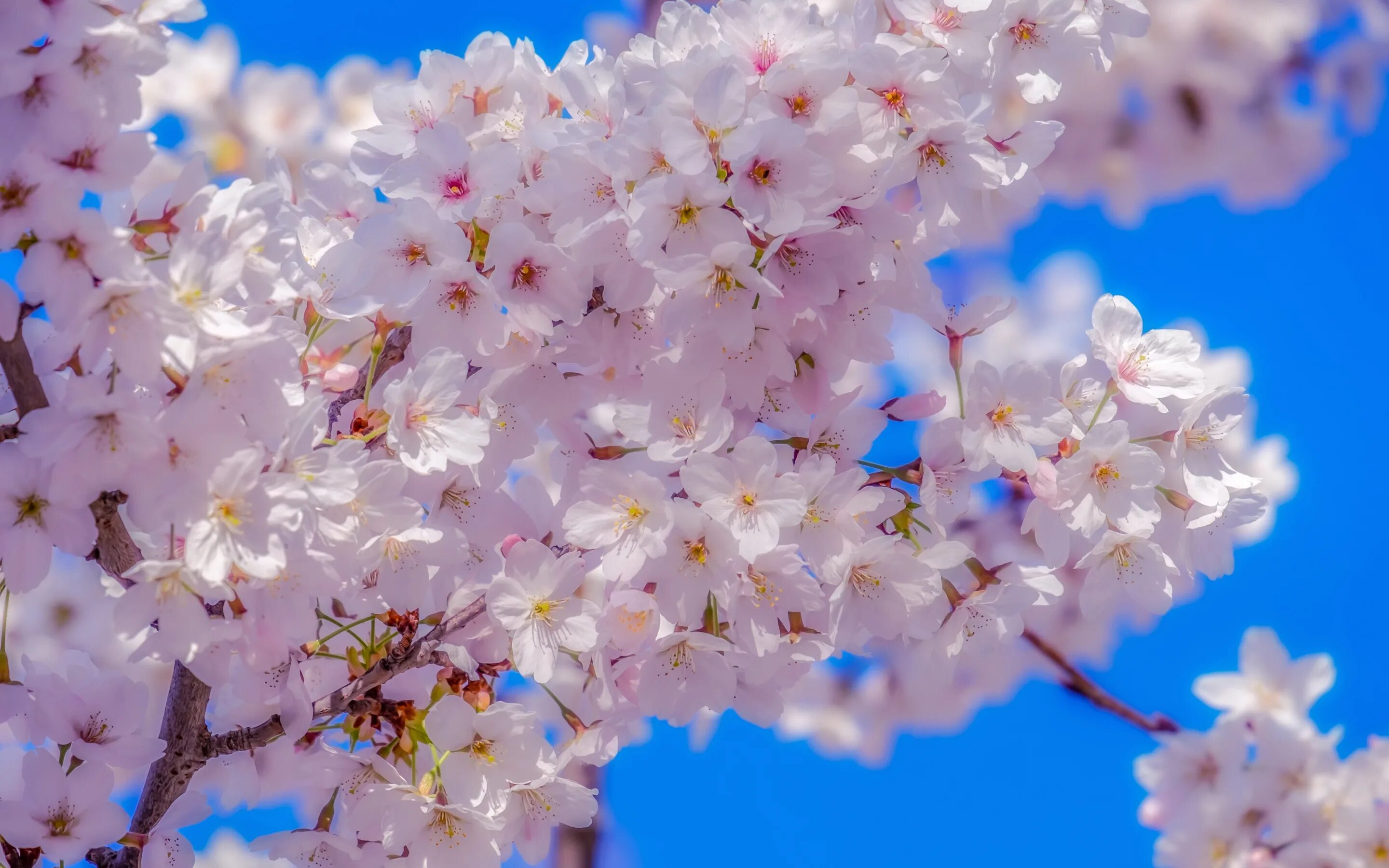 Дни цветения sky. Цветущая японская белая вишня. Вишни в цвету. Вишня цветет небо.