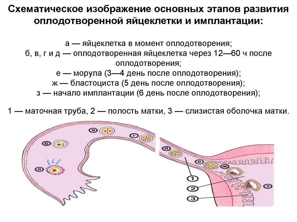 На каком дне происходит оплодотворение