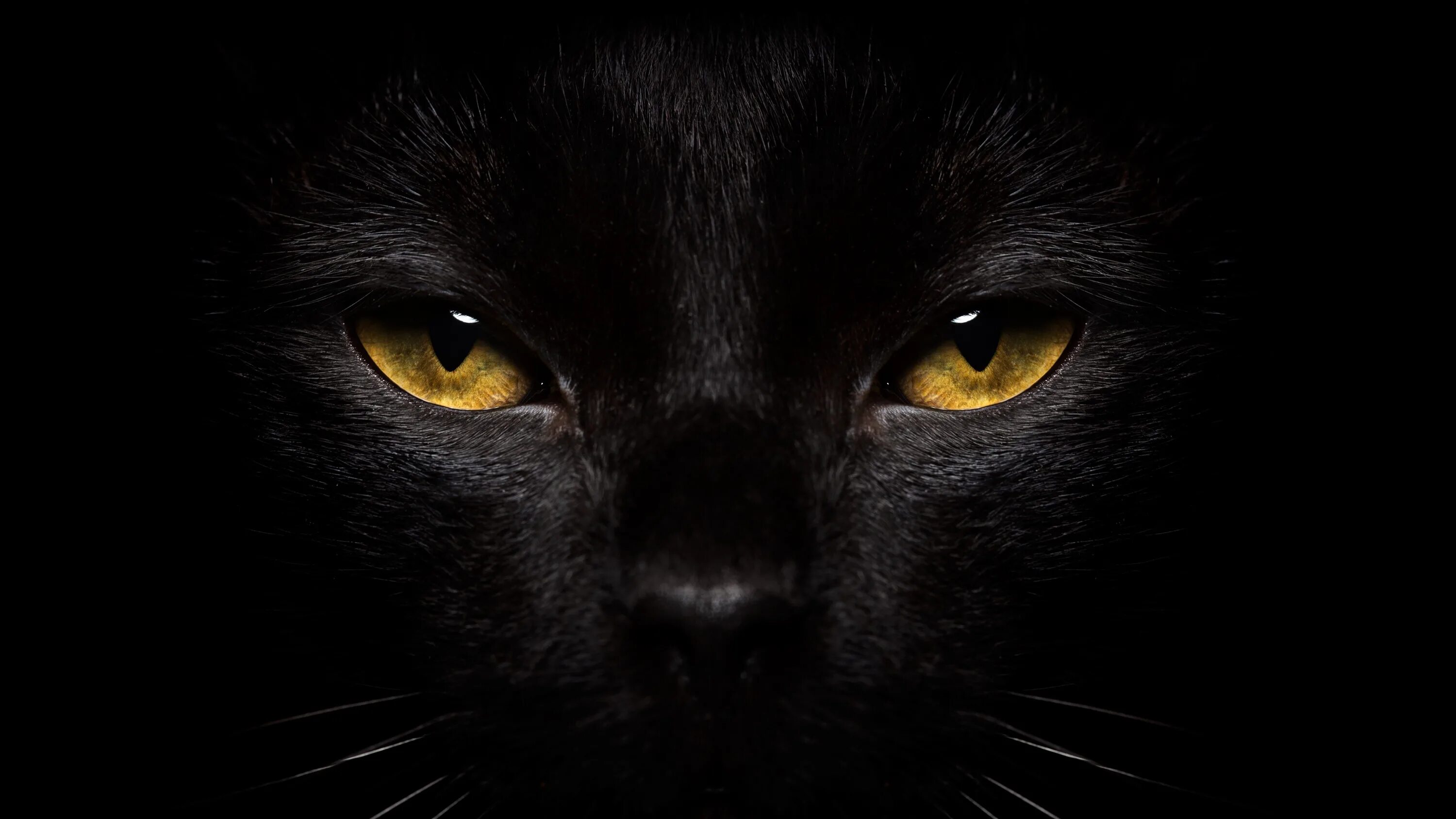 Black cat eye. Черная кошка. Черные коты. Кошка с желтыми глазами. Черная кошка с желтыми глазами.