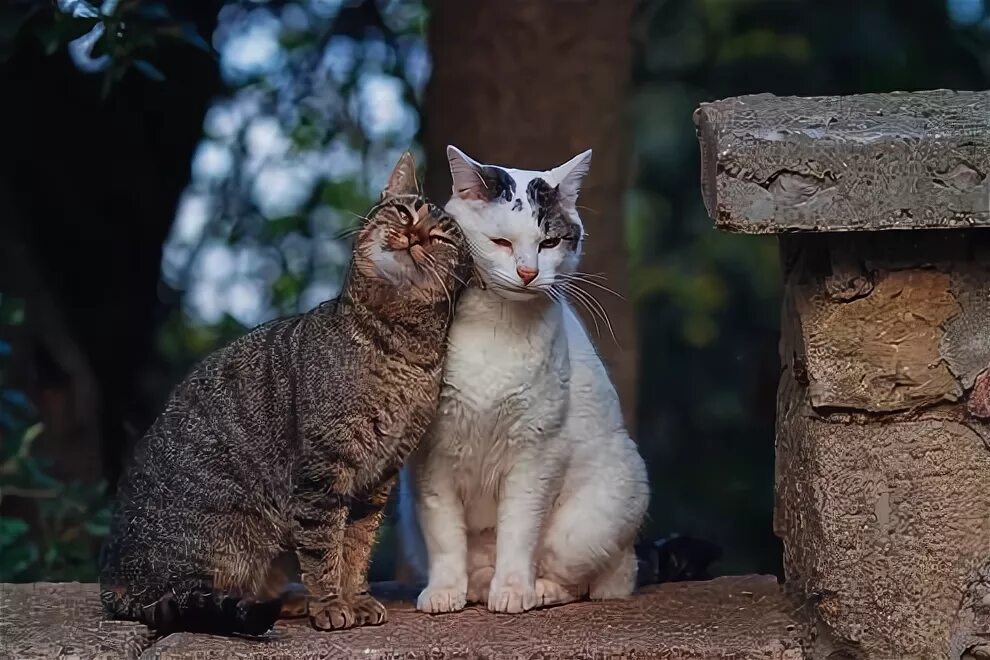 Épinglé sur gatitos