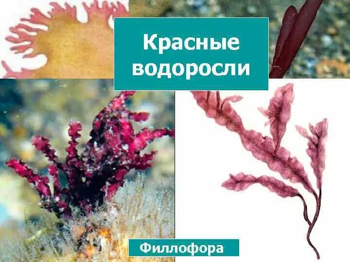 Филлофора морские водоросли. Слоевище водорослей Филлофора. Таллом Филлофоры. Порфира водоросль и Филлофора. 2 название красных водорослей