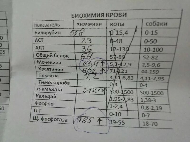 Норма биохимического анализа крови алт аст. Биохимия крови анализ показатели. Биохимия кошачьего анализа крови норма. Биохимия анализ крови показатели АСТ что это. Биохимический анализ крови при сальмонеллезе.