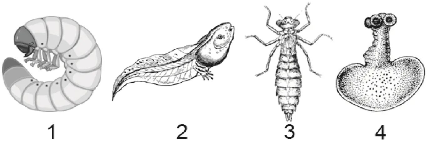 Личинка Стрекозы первичноводная или вторичноводная. Схема постэмбрионального развития насекомого. Цикл развития личинки Стрекозы. Первичноротые животных.