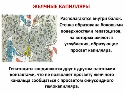 Желчные капилляры печени