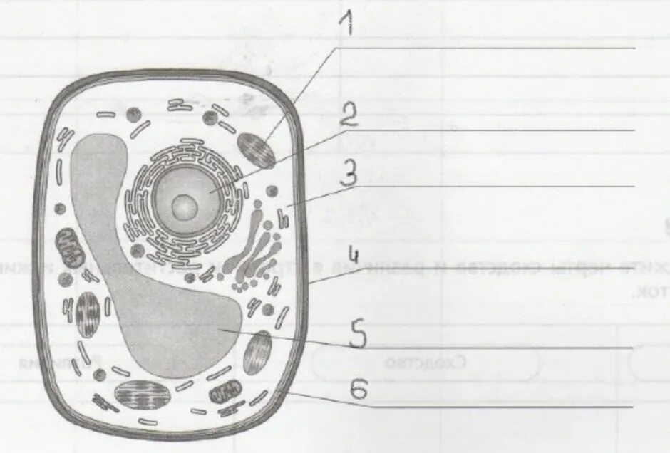 Рисунок растительной клетки 6 класс с обозначениями. Строение клетки растения 5 класс биология. Органоиды растительной клетки схема. Строение растительной клетки рисунок с подписями. Растительная клетка с подписанными органоидами.