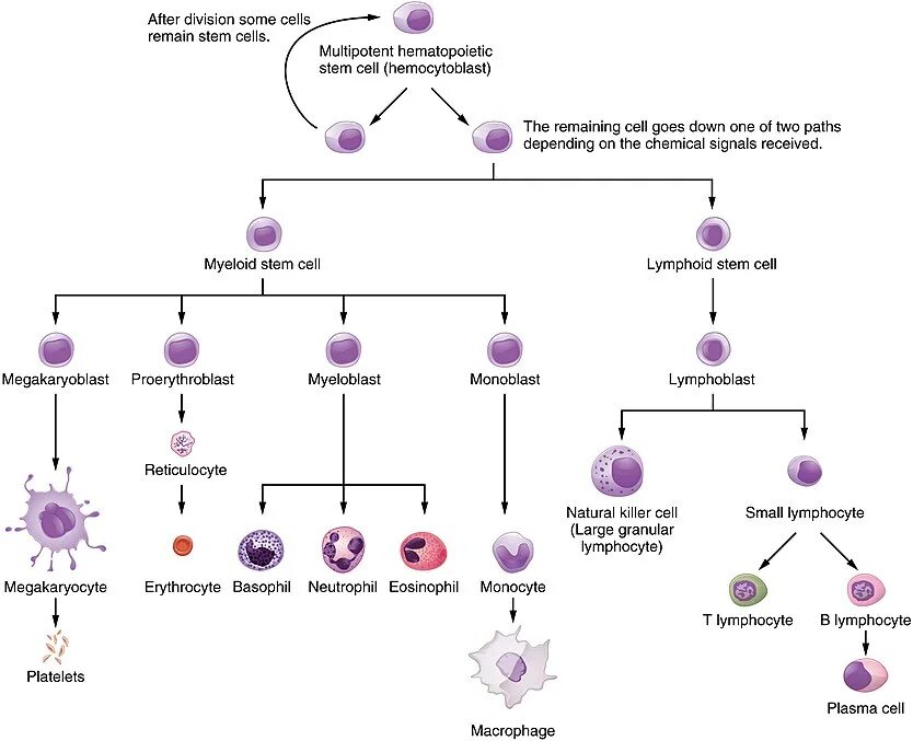 Cell path