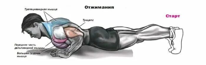 Мышцы работающие при ударе. Группы мышц при отжимании. мышцы задействованные при отжимании. мышцы которые качаются при отжимании. мышцы при отжимании от пола.