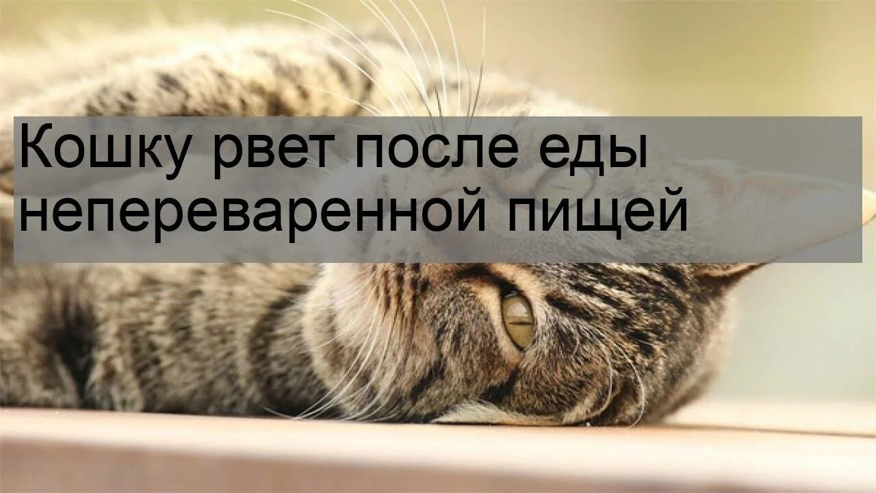 Кот блюет после. Кошку тошнит после еды. котенка стошнило непереваренной едой. почему кошку рвет после еды непереваренной пищей.
