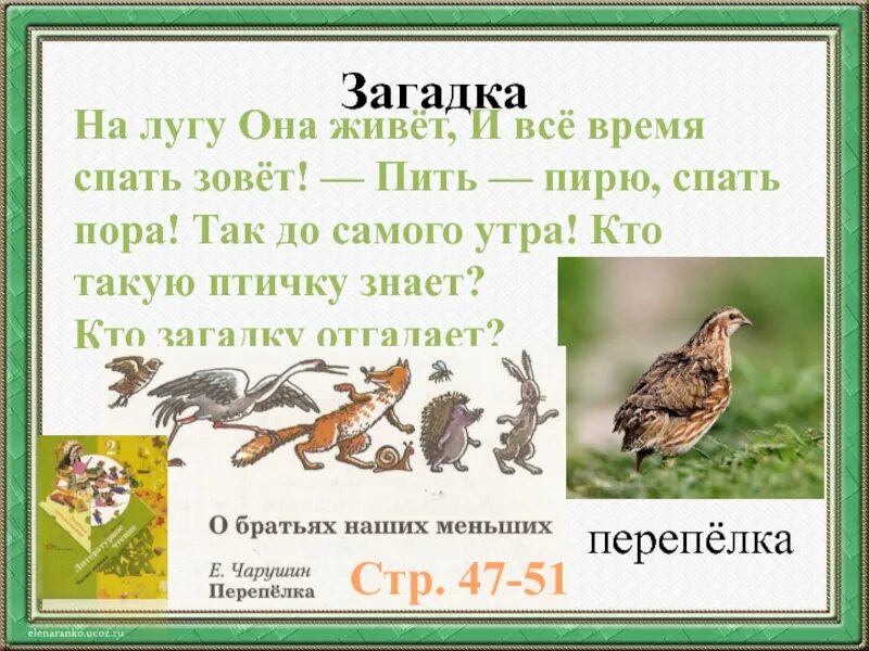 Не зови ты меня перепелка. Чарушин перепелка. Перепёлка читать. Не зови ты меня перепелка. Слова песни перепелка.