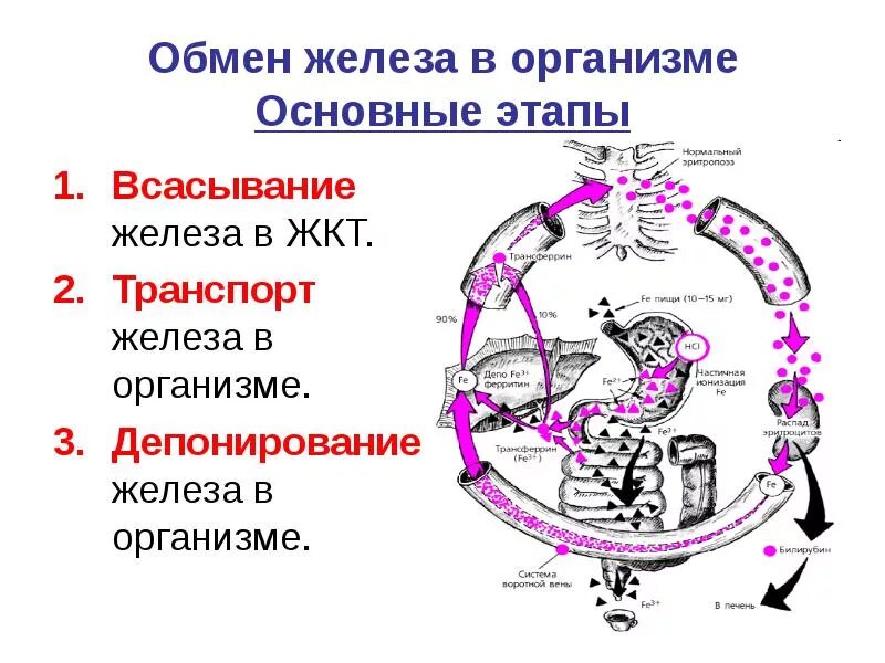 Обмен железа в печени. Всасывание железа в организме биохимия. Схема метаболизма железа в организме. Регуляция всасывания железа. Схема всасывания железа в организме.