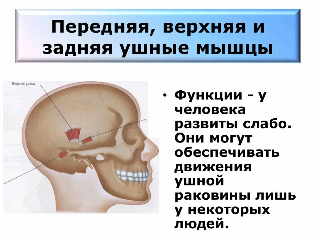 Передний верхний край. Верхняя и задняя ушные мышцы. Передняя и задняя ушные мышцы. Передние Верхние и задние ушные мышцы.