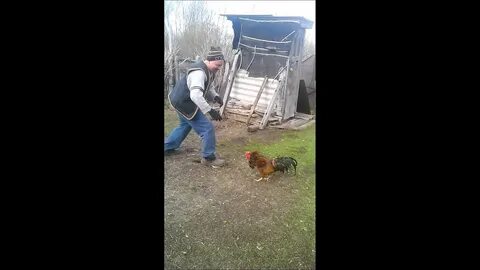 Поймать петуха