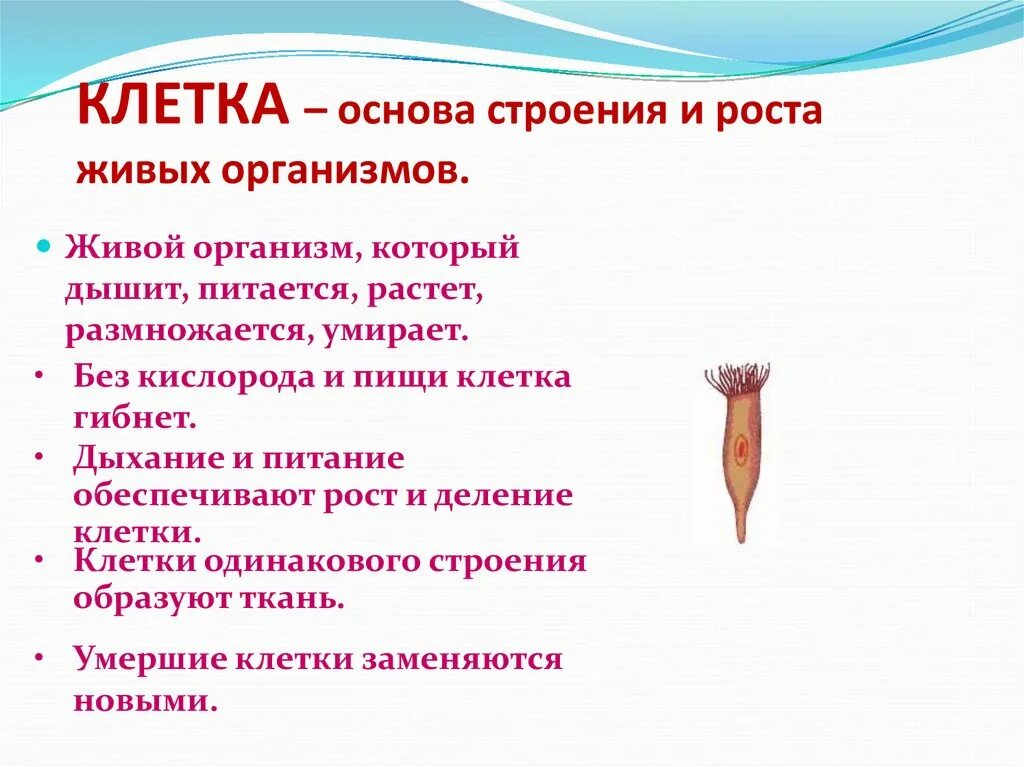 Являются важной составной частью живого организма. Клетка основа строения и роста живых организмов. Путешествие в мир клеток доклад 4 класс. Основы живого организма. Основа клетки живого организма.