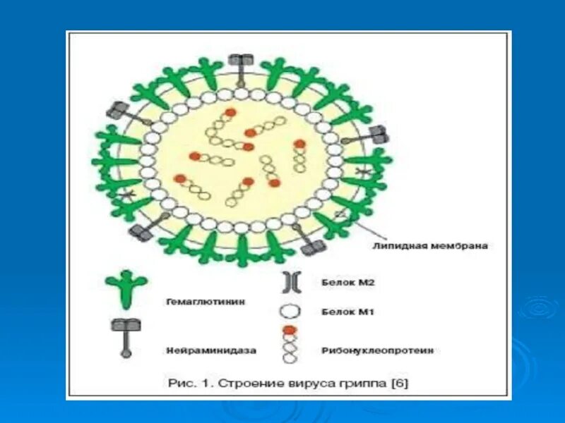 Схема строения вириона вируса гриппа. Вирусы биология 9 класс. NP белок вируса гриппа. Древо вирусов. Вирус на открытом воздухе