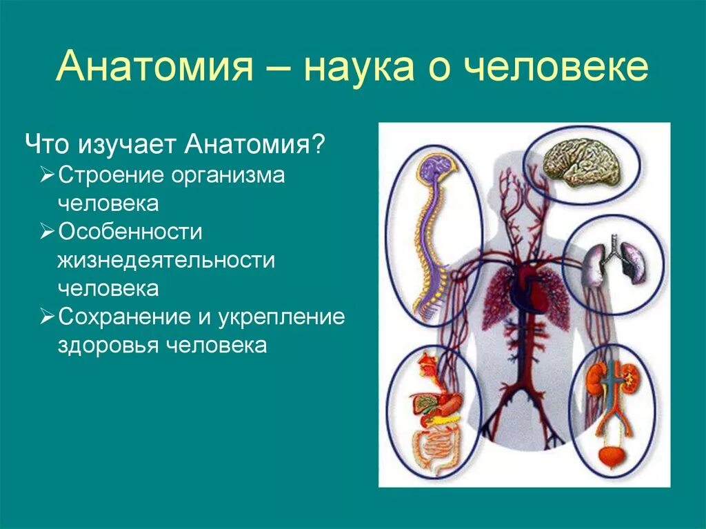 Какая биологическая наука изучает человека. Что изучает анатомия. Анатомия это наука. Биологические науки анатомия. Биологические науки о человеке.