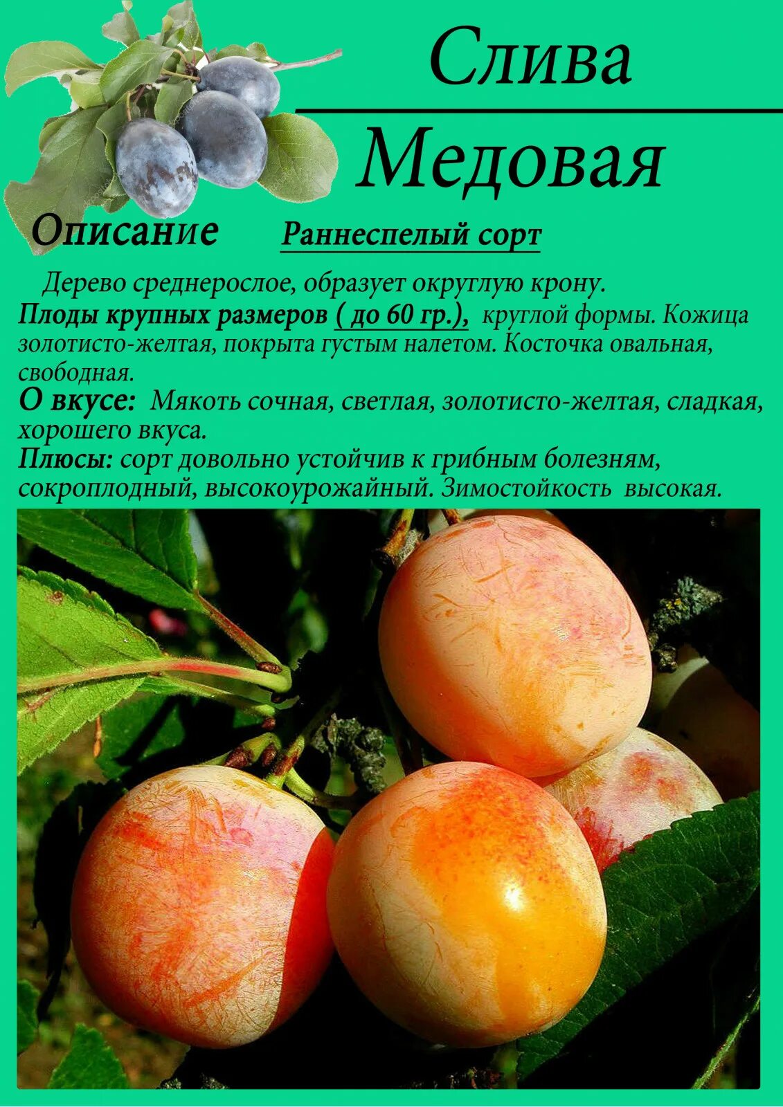 Слива описание фото отзывы Неактивно