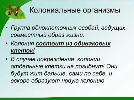 Жизнь колониальных организмов