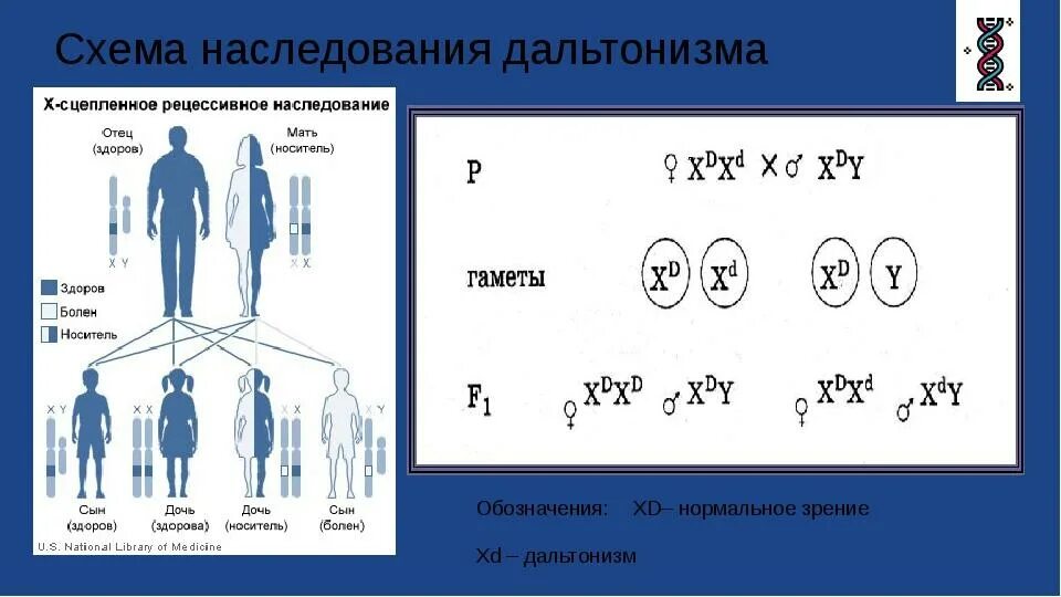 Дальтонизм Тип наследования аутосомно. Дальтонизм генетика Тип наследования. Тип наследования дальтонизма схема. Цветовая слепота Тип наследования. Метод наследования дальтонизма